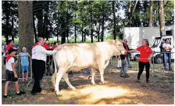  ??  ?? Blonde d’Aquitaine présentée par les jeunes de la MFR.