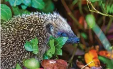  ?? Foto: Wolfgang Römisch ?? Derzeit fressen sich die Igel das Fettpolste­r für den Winter an. Viel Nahrung finden sie in naturnahen Gärten.