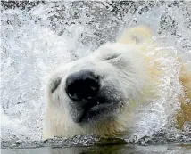  ?? PHOTO: GETTY IMAGES ?? Scientists have found that a polar bear’s metabolic rate is higher than previously thought, and this could be a factor in their survival as Arctic sea ice shrinks.