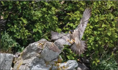  ??  ?? MAJESTIC— A peregrine falcon flaring to land on its nesting cliff along the coast of Norton Sound.