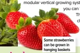  ?? ?? Some strawberri­es can be grown in hanging baskets