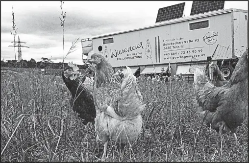  ?? [ Foto: Woltron] ?? Wanderhühn­er mit mobilem Stall: wenn tierfreund­liche Haltung auf Hightech trifft. Rohrbach bei Ternitz.