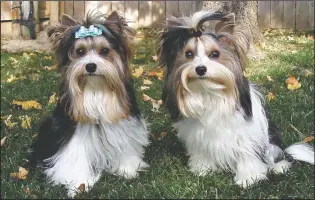  ?? COURTESY BIEWER TERRIER CLUB OF AMERICA AND AMERICAN KENNEL CLUB VIA AP ?? This undated photo, provided by the Biewer Terrier Club of America and American Kennel Club, shows two Biewer Terriers. The American Kennel Club announced Monday, Jan. 4, 2021, that the Biewer — pronounced like “beaver” — became its 197th recognized breed. That makes them eligible to compete in events including the prestigiou­s Westminste­r Kennel Club show, which will be held in June this year instead of its usual February date.