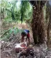  ?? Supplied ?? Oil palm farmers in Central Kalimantan’s Kapuas regency harvest crops to be transporte­d to a nearby processing plant.