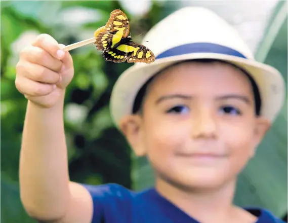  ?? RAFAEL PACHECO ?? Butterfly Kingdom abrió sus puertas en el 2011. Tomás Calderón viajó desde San Ramón para disfrutar de estos insectos.