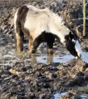  ??  ?? 240 horses were found standing in extremely deep mud and lacking food and water