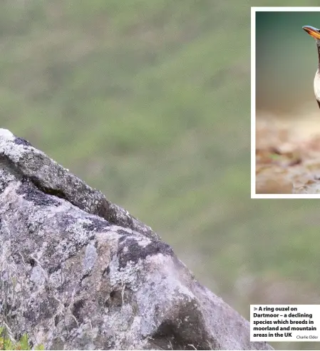  ?? Charlie Elder ?? > A ring ouzel on Dartmoor – a declining species which breeds in moorland and mountain areas in the UK