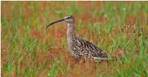  ?? ?? Hunting ban extended: curlew numbers are in decline in France