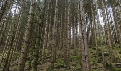  ?? Bild: VIDAR RUUD/SCANPIX ?? BALANSERAT. Självklart ska vi utnyttja den svenska skogen, men lika självklart måste vi bevara den biologiska rikedomen.