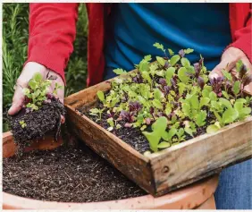  ?? ?? Sow seeds of salads and shallow-rooted crops into your wooden tray