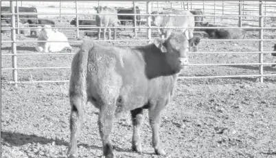  ?? (NDSU photo) ?? Producers hope calves are born without problems.