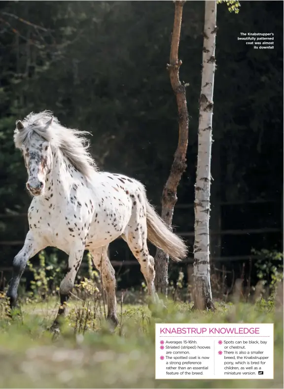  ??  ?? WWW.YOURHORSE.CO.UK
The Knabstrupp­er’s beautifull­y patterned coat was almost its downfall
APRIL 2020
