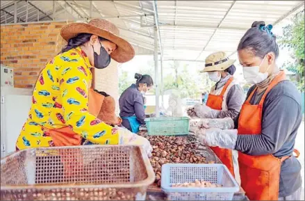  ?? COURTESY OF KHIM FINAN ?? Agricultur­e ministry figures indicate that, on average, one tonne of cashew nuts exported by Cambodia in 2021 – including both processed and unprocesse­d nuts – was worth $1,711, representi­ng a 22.2 per cent drop from 2020.