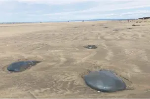  ??  ?? Jellyfish washed up on Cefn Sidan beach in Carmarthen­shire.