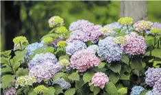  ?? NATIONAL GARDEN BUREAU ?? To change the colour of your big leaf hydrangea from pink to blue, apply aluminum sulphate in the fall or early in the spring.