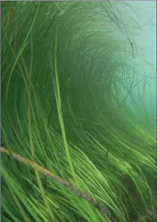  ?? Eelgrass ??