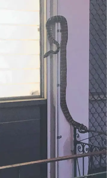  ?? Picture: SUPPLIED ?? Snakes are regularly seen near a vacant lot in Larrakeyah, the site of the former Asti Hotel