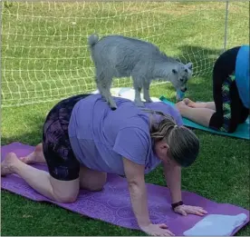  ?? PHOTO COURTESY OF GPCC ?? Goat yoga is back by popular demand.