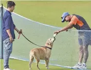  ??  ?? Kuldeep Yadav plays with a sniffer dog at the Eden Gardens in Kolkata on Saturday. — PTI
