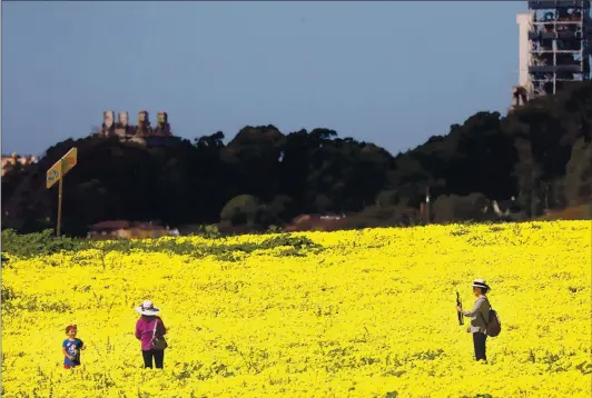  ??  ?? Towers of the shuttered cement plant in Davenport rise in the background as a family takes in the yellow super bloom of oxalis currently blanketing fields on Santa Cruz County’s North Coast on Tuesday. The yellow oxalis pes-caprae is an invasive species from South Africa that is currently in the midst of blooming on the Central Coast and elsewhere in California. People are flocking to the fields of yellow to enjoy the splendor and take photos. The plant doesn’t spread by seeds, but rather through small bulbils that develop on the stem beneath the leaves and by new bulbs that form undergroun­d along the rhizome. Each plant produces around 12 bulbils, so each year the buttercup crop significan­tly expands.