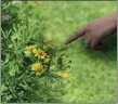  ?? PHOTO BY MICHILEA PATTERSON – FOR MEDIANEWS GROUP ?? Schuylkill River Greenways education coordinato­r Sarah Crothers points out native, yellow flowers that are part of a pollinator garden located at Pottstown Riverfront Park.