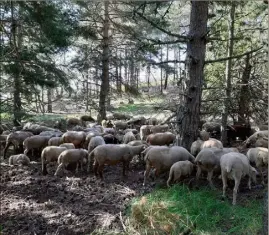  ??  ?? Le troupeau, malin, reste à l’ombre des arbres et les petits dans les pattes de leurs mères. (Photos C.J.B.)