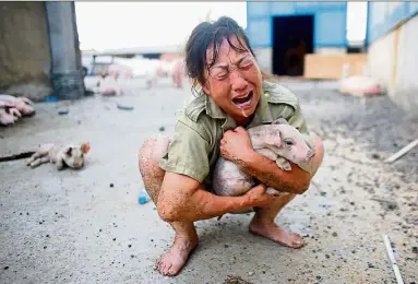  ?? — Reuters ?? Harrowing experience: A woman farmer in tears after managing to save only a piglet at a flooded farm in Xiaogan, Hubei Province.