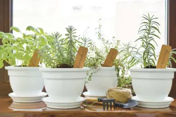  ?? DREAMSTIME ?? Fresh aromatic culinary herbs are good for windowsill growing, but make sure the light isn’t too harsh.