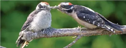  ?? DREAMSTIME ?? Fledging downy woodpecker­s have huge appetites and a pair of adults will forage over 4,000 insects a day to feed their brood.
