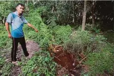  ??  ?? MOHD Shahril menunjukka­n lubang yang menjadi tempat babi berkubang di belakang rumahnya di Kampung Bukit Durian.