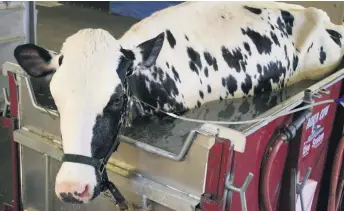  ??  ?? La réputation de l’hôpital vétérinair­e dépasse largement les frontières du Québec grâce notamment à la « piscine à vache » utilisée pour le traitement des bovins incapables de se lever.
