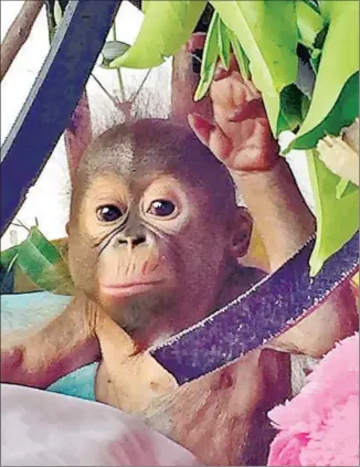  ?? Arnie Cooper ?? GEMI, a baby orangutan, is readied for life in the wild at a rescue center near Ketapang, Indonesia.