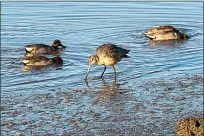  ?? JOSE QUEZADA, HUMEDIA — FOR THE TIMES-STANDARD ?? A marbled godwit feeds in the mudflats of Humboldt Bay, beside the trail levee separating Klopp Lake and the bay at the Arcata Marsh and Wildlife Sanctuary.