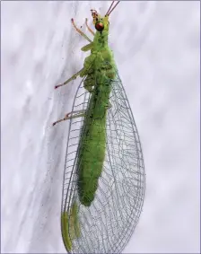  ??  ?? Green Lacewings are very common insects and are widely distribute­d but they can be difficult to spot out of doors.