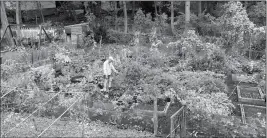  ?? MARGARET PRIMACK VIA AP ?? THIS PHOTO PROVIDED FRIDAY BY MARGARET PRIMACK shows her husband, Richard, in their home garden in Boston, still growing and productive. Richard, a Boston University biology professor, says in New England, many trees aren’t changing colors as vibrantly...