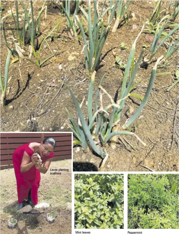  ??  ?? Scallions in soil
Levee planting scallions
Mint leaves
Peppermint