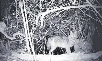  ?? A. ROYO ?? Fotograma del vídeo en el que se capturó la presencia del chacal dorado en el entorno del río Ebro, en Zaragoza.