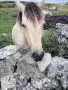  ??  ?? Connemara pony in a paddock fenced by drystone walls.