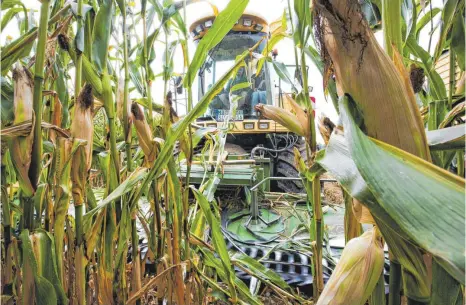  ?? FOTO: DPA ?? Da im Sommer 2018 der Mais vertrockne­te, mussten Landwirte wie hier in Ostrach früh ernten, um einen Teil der Pflanzen zu retten.