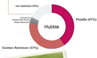  ?? DARWIN’S DOGS. ?? According to a DNA test by researcher­s at the University of Massachuse­tts and the Broad Institute, Hubble is poodlegold­en retriever — a hybrid known as a “goldendood­le,” plus some dashes of other breeds that share ancestry with those two.