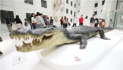  ??  ?? FIRST PEEK – Visitors get their first glimpse inside the National Museum of Natural History in Manila which features the life-size replica of ‘Lolong’ – the longest crocodile in captivity – and inaugurate­d yesterday in time for the celebratio­n of...