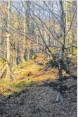  ?? FOTO: PETER STOLLER ?? Ein Biotopverb­und ist das „Straßennet­z für Wildtiere“, andeutungs­weise zu sehen in den Wäldern der Adelegg.