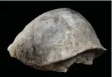  ??  ?? Arriba, caparazón de la tortuga gigante Titanochel­on, procedente de Batallones 10. Abajo, la fauna y el entorno de Madrid hace aproximada­mente 14 millones de años.