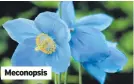  ?? ?? Meconopsis