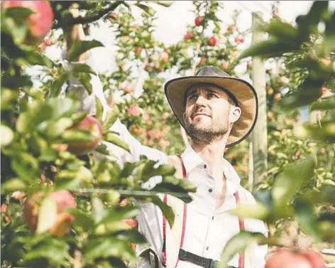  ?? B.C. TREE FRUITS ?? Summerland orchardist Steve Brown says he went to great lengths to ensure his apples got enough sun to turn red this year.