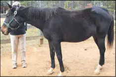  ?? CONTRIBUTE­D BY WALT KNAPP ?? When she arrived at High Meadows School in Roswell late last year, few thought Bella Luna would survive. Thanks to the care of Walt Knapp and students at the school, she is doing just fine now.