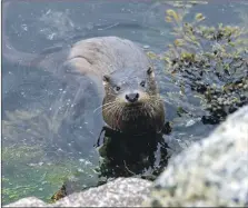  ?? Photograph: Jenny Stark. ?? Otter.