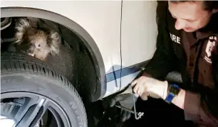  ?? AFP ?? The koala sits trapped behind the wheel of a car prior to being rescued in Adelaide. —