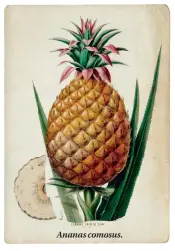  ??  ?? Ananas comosus.