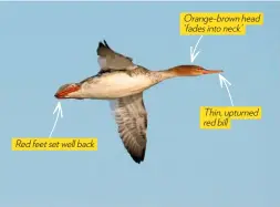  ??  ?? Red feet set well back Orange-brown head ‘fades into neck’ Thin, upturned red bill